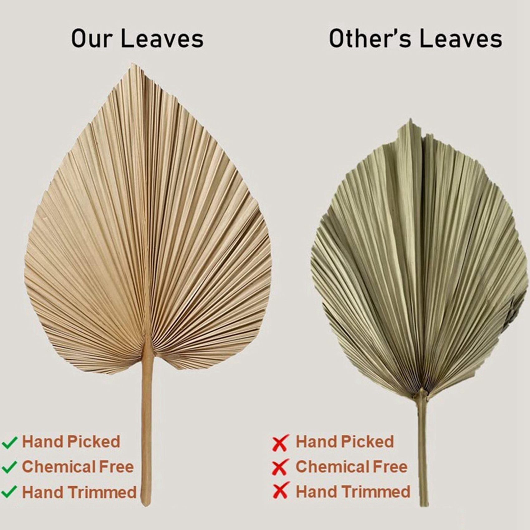 Palm Leaf Dried - 8 Pieces Natural Dried Palm Leaves