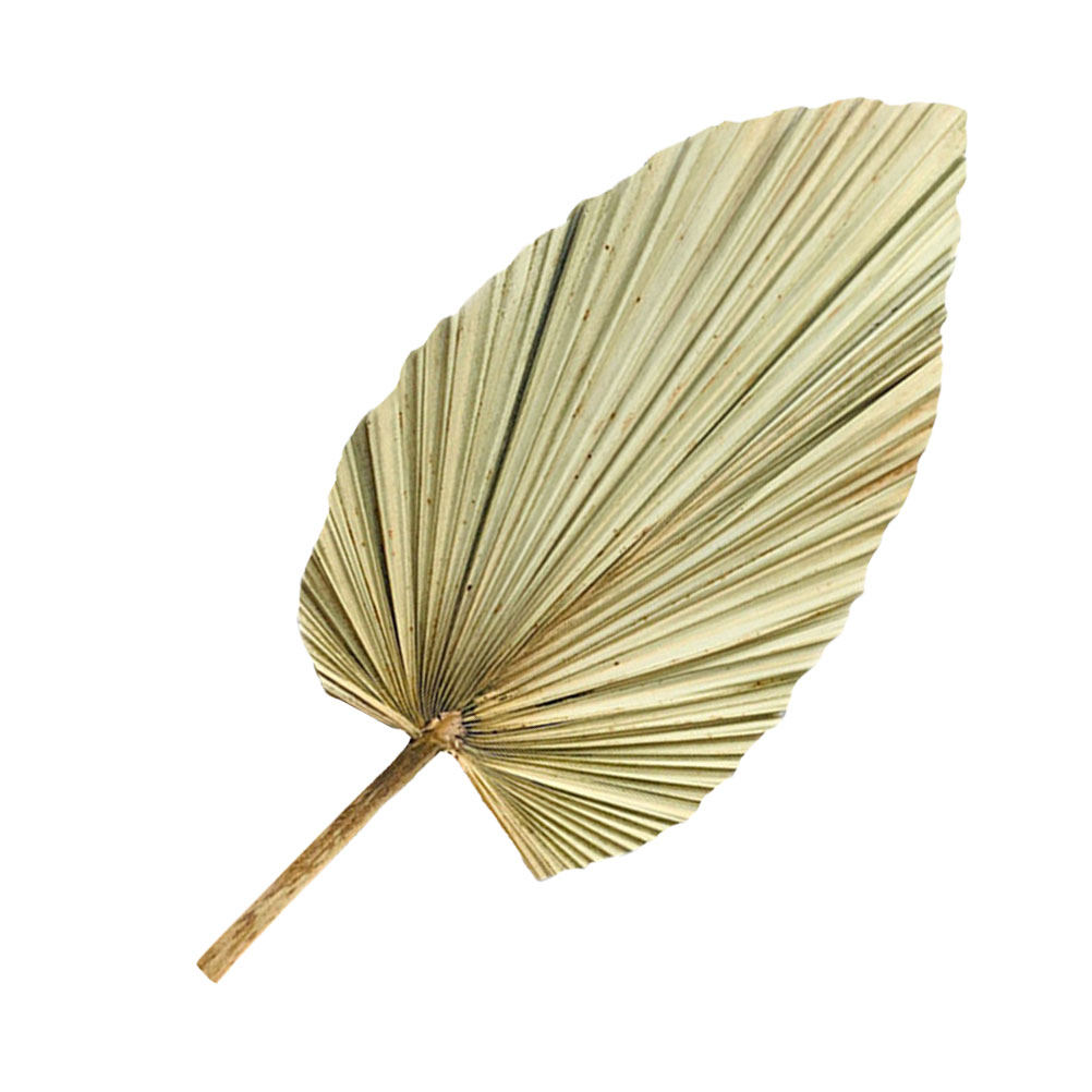 1Pcs Natural Dried Palm Leaf W - Palm Leaf Dried 评论和价格