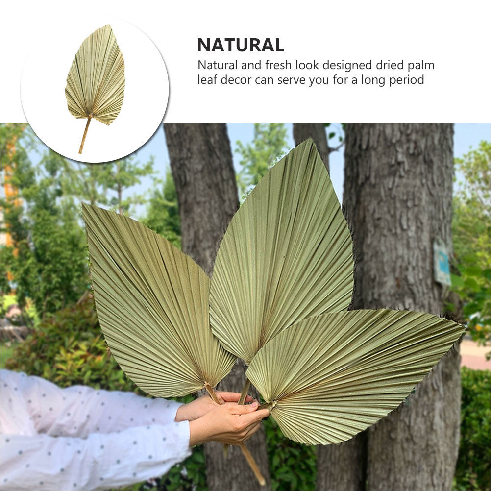 1Pcs Natural Dried Palm Leaf W - Palm Leaf Dried 评论和价格