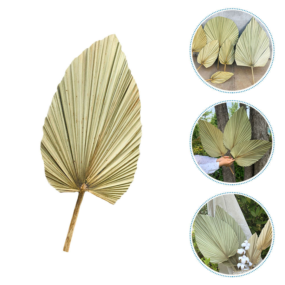 1Pcs Natural Dried Palm Leaf W - Palm Leaf Dried 评论和价格
