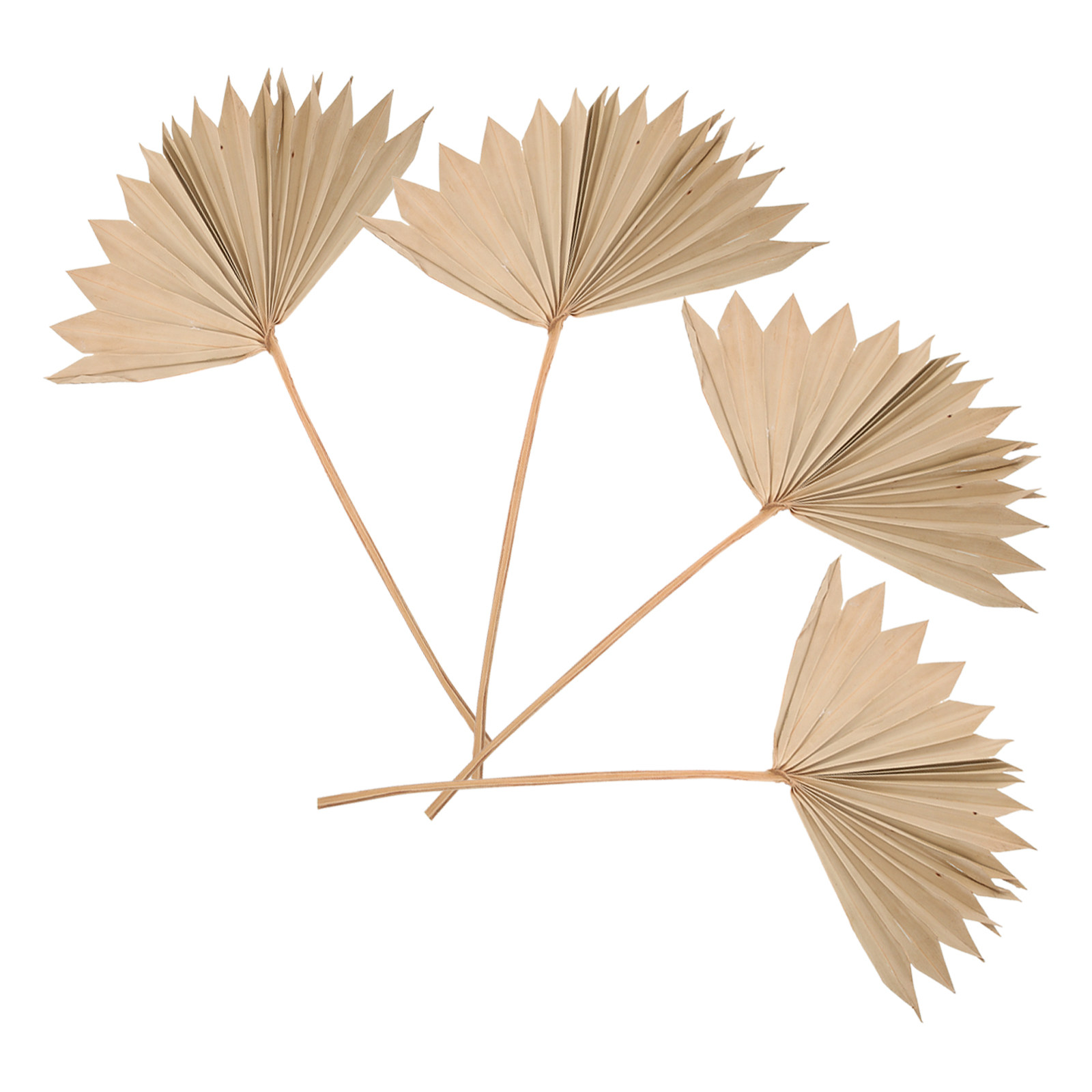 4Pcs Dried Palm Leaves Decorat - Palm Leaf Dried 评论和价格