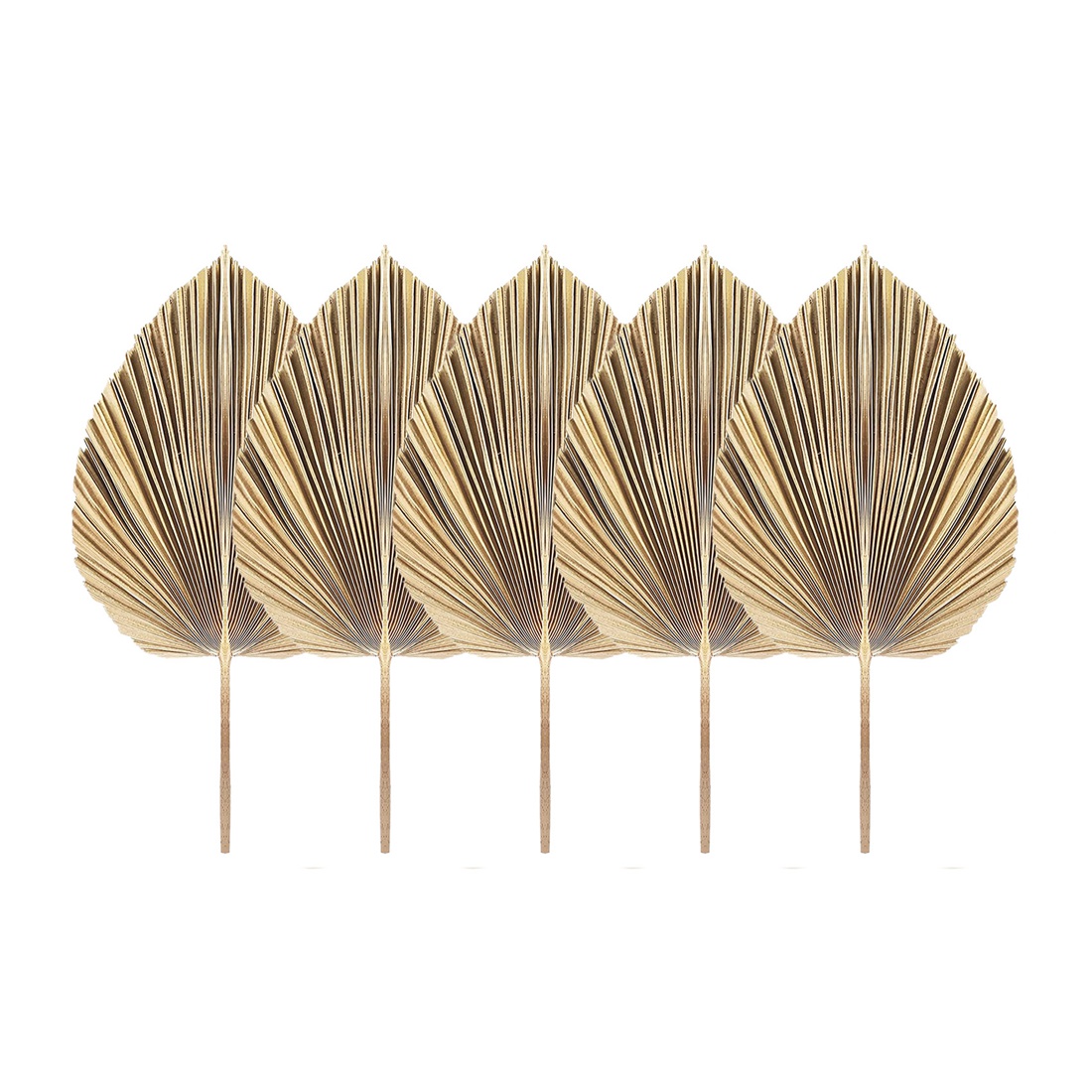 5Pcs Natural Dried Palm Leaves - Palm Leaf Dried 评论和价格