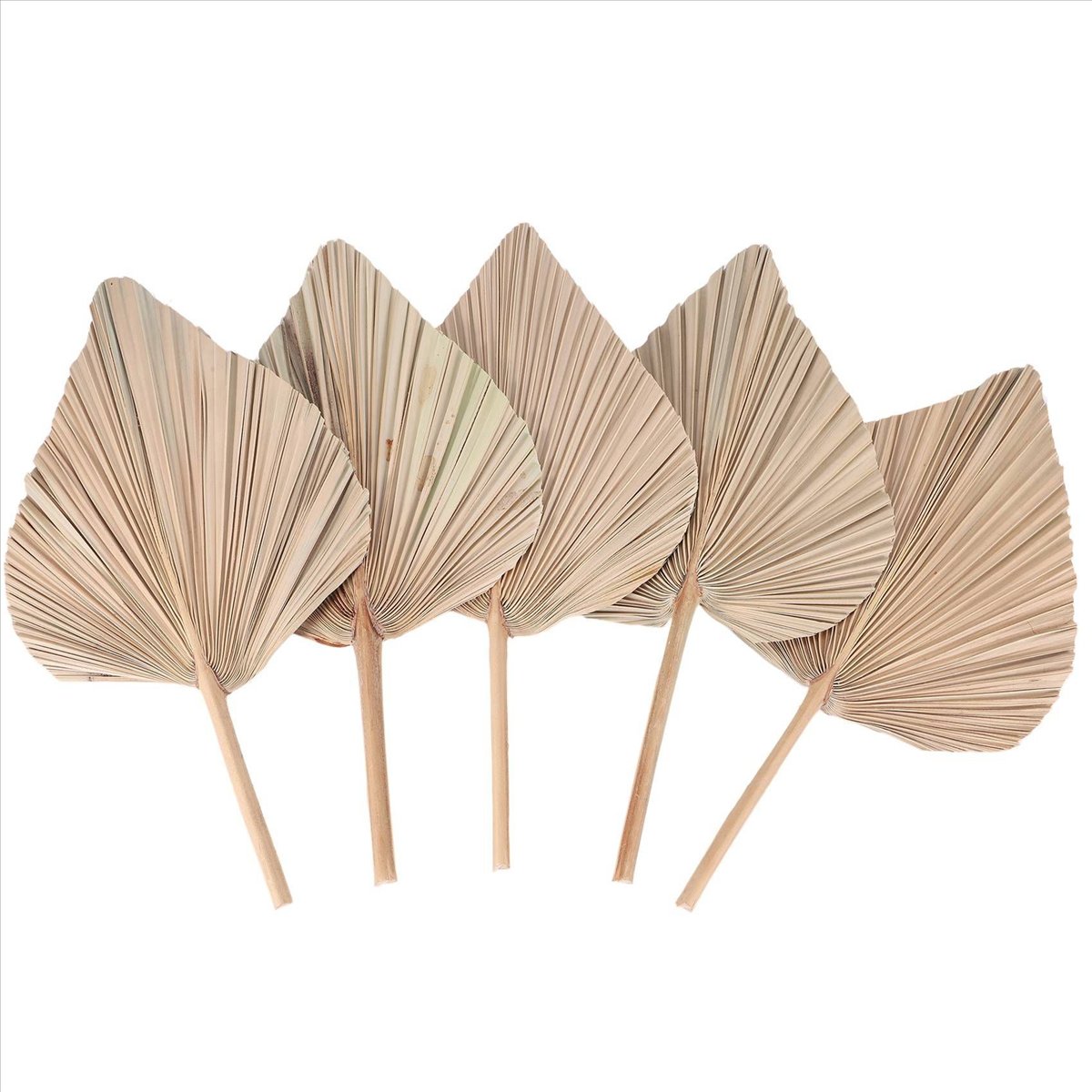 NOCM Dried Palm Leaves Room De - Palm Leaf Dried 评论和价格