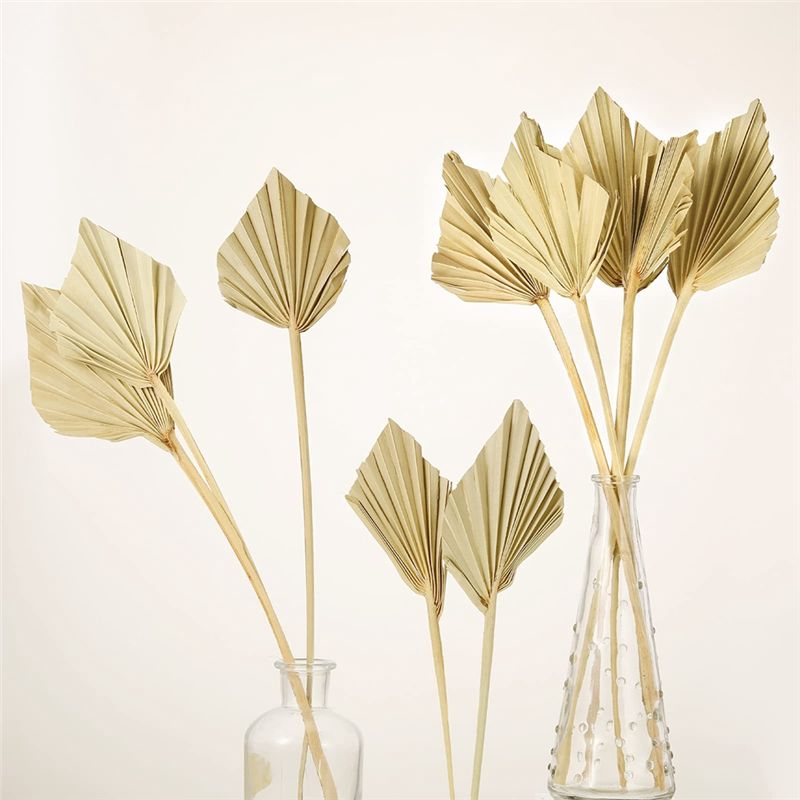 ABYN-Boho Dried Palm Spears Sm - Palm Leaf Dried 评论和价格
