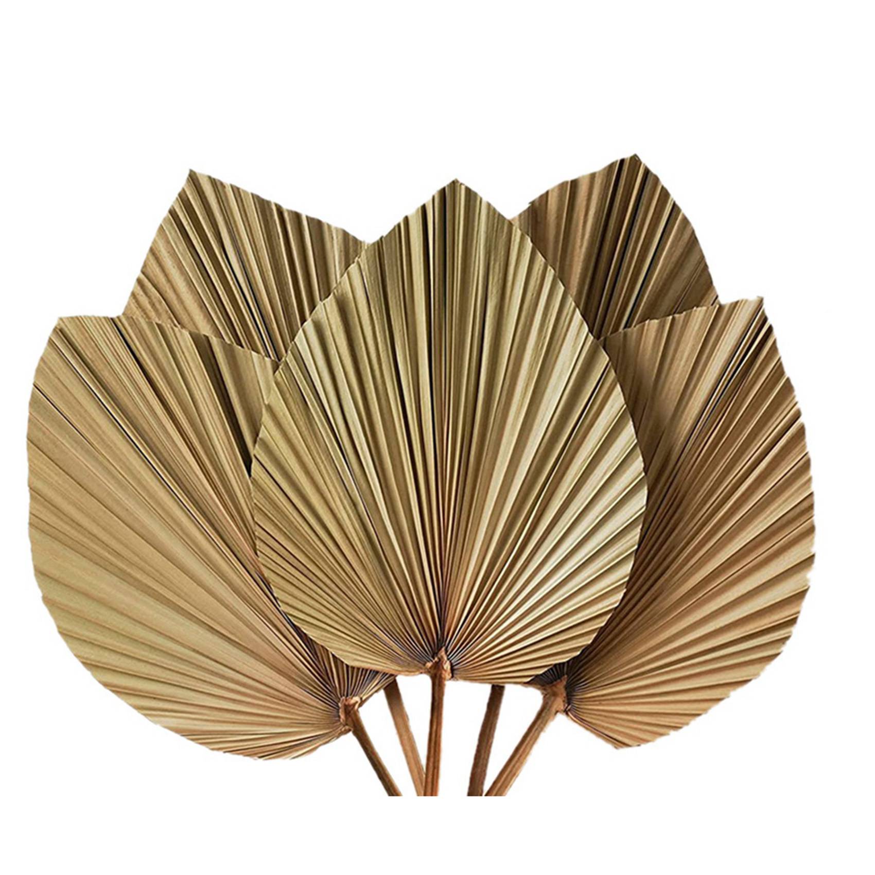 Dried Palm Leaves Room Decor 1 - Palm Leaf Dried 评论和价格