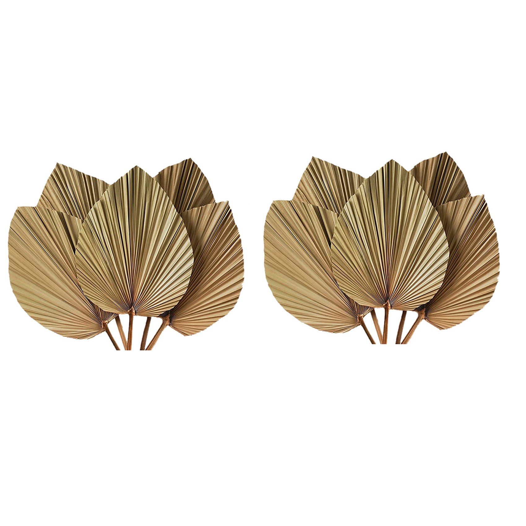 Dried Palm Leaves Room Decor 1 - Palm Leaf Dried 评论和价格