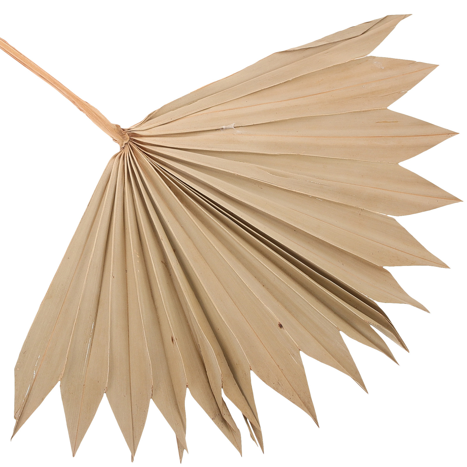 4Pcs Natural Dried Palm Leaf F - Palm Leaf Dried 评论和价格
