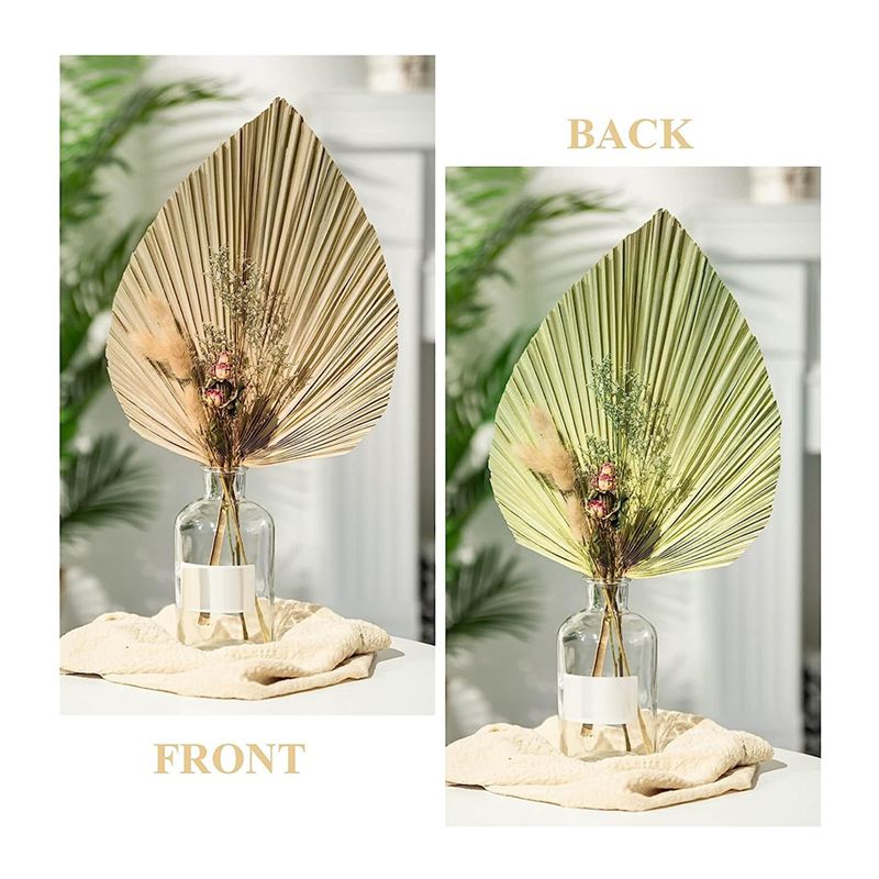 A27F-6Pcs Natural Tropical Dri - Palm Leaf Dried 评论和价格