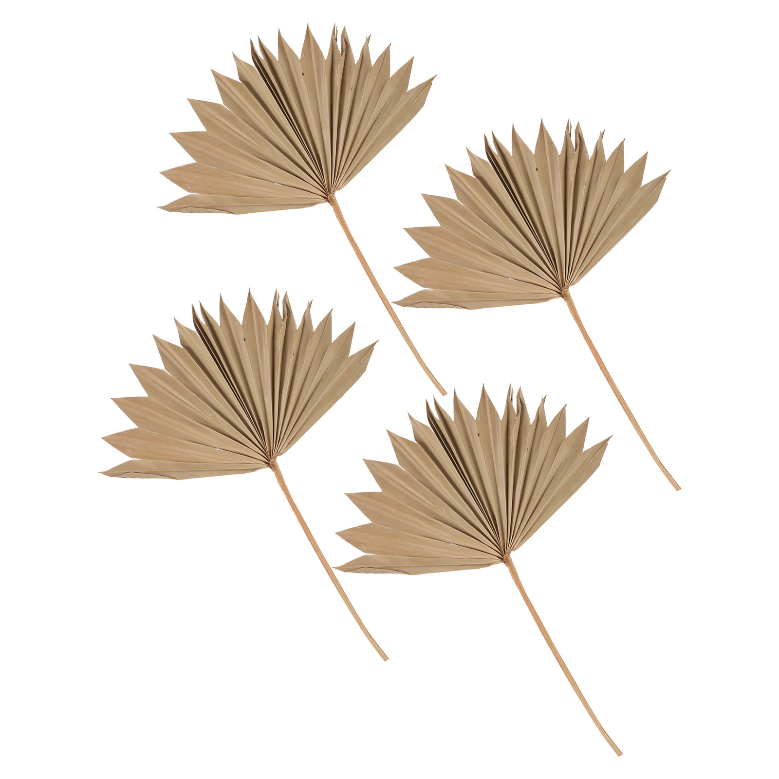 4Pcs Dried Palm Leaf Fan Weddi - Palm Leaf Dried 评论和价格