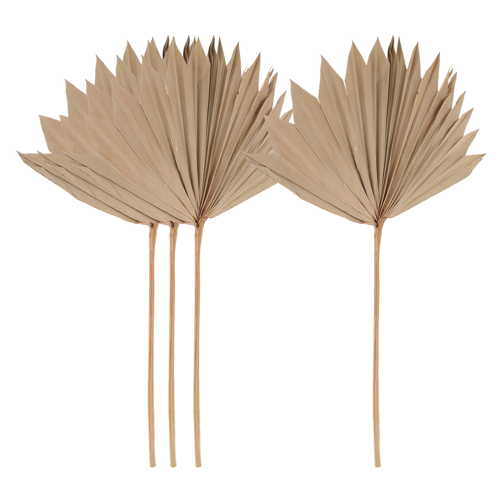 4Pcs Dried Palm Leaf Fan Weddi - Palm Leaf Dried 评论和价格