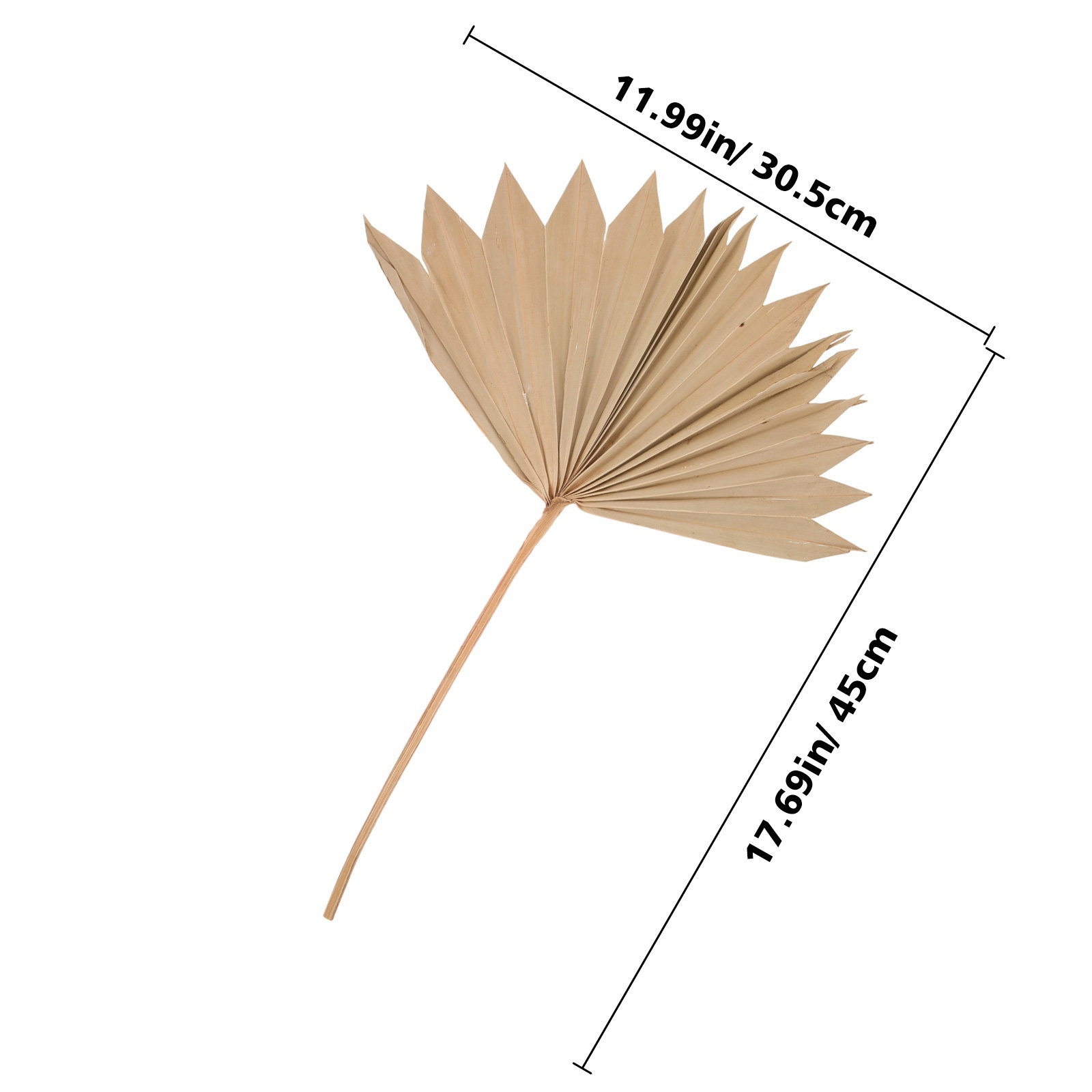 4Pcs Dried Palm Leaf Fan Weddi - Palm Leaf Dried 评论和价格