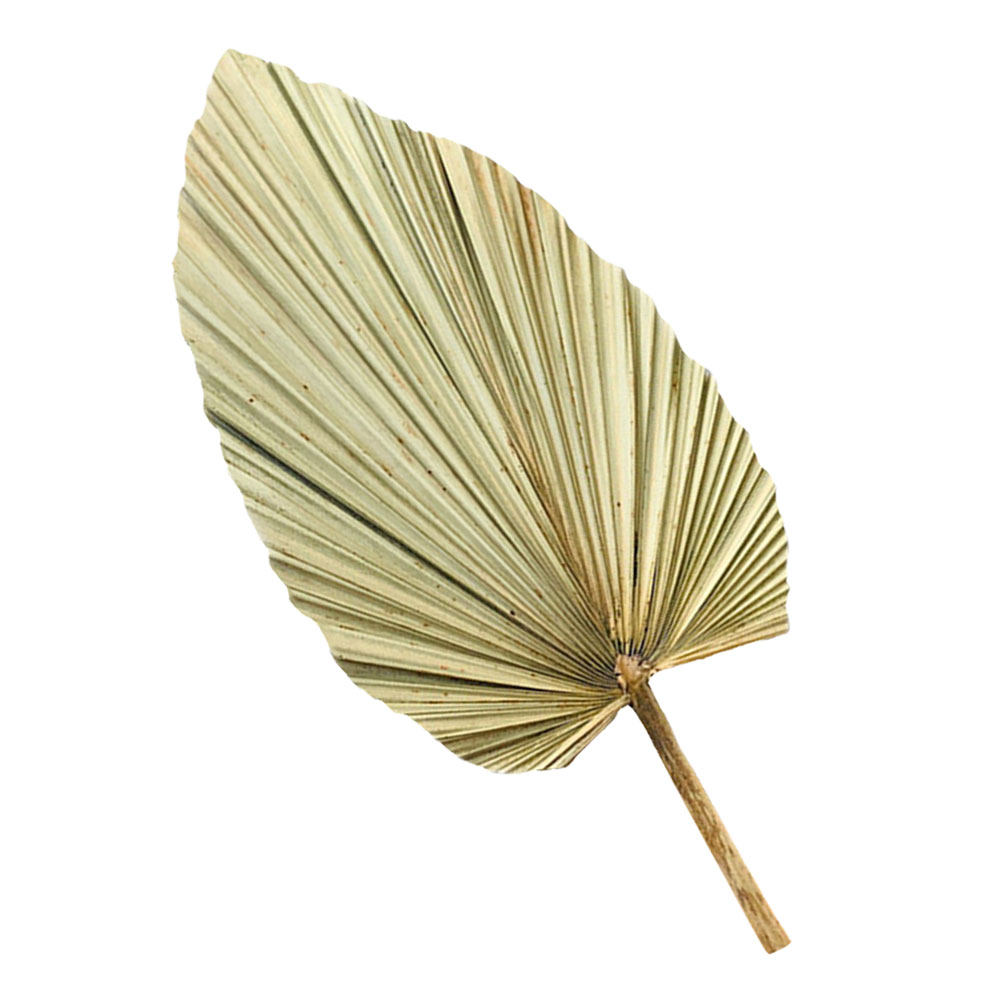 1Pcs Natural Dried Palm Leaf D - Palm Leaf Dried 评论和价格