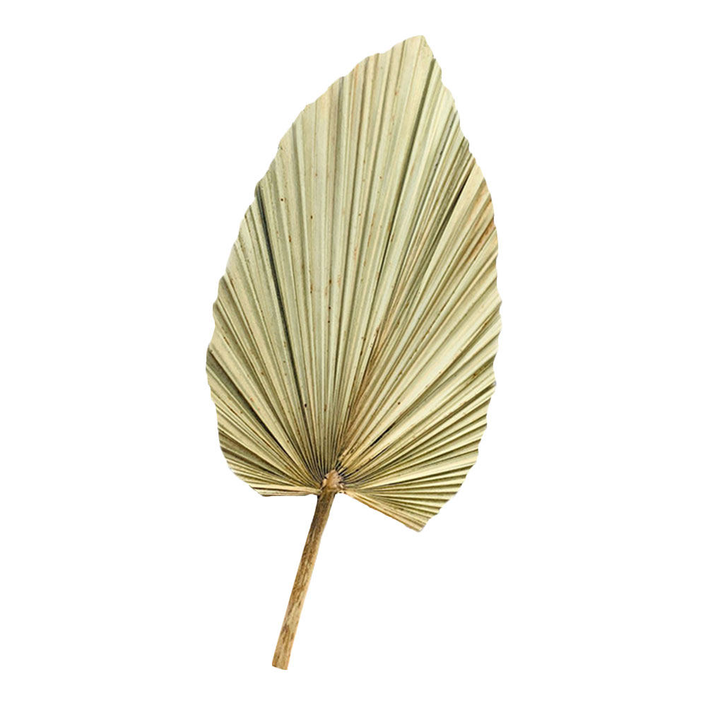 1Pcs Natural Dried Palm Leaf D - Palm Leaf Dried 评论和价格