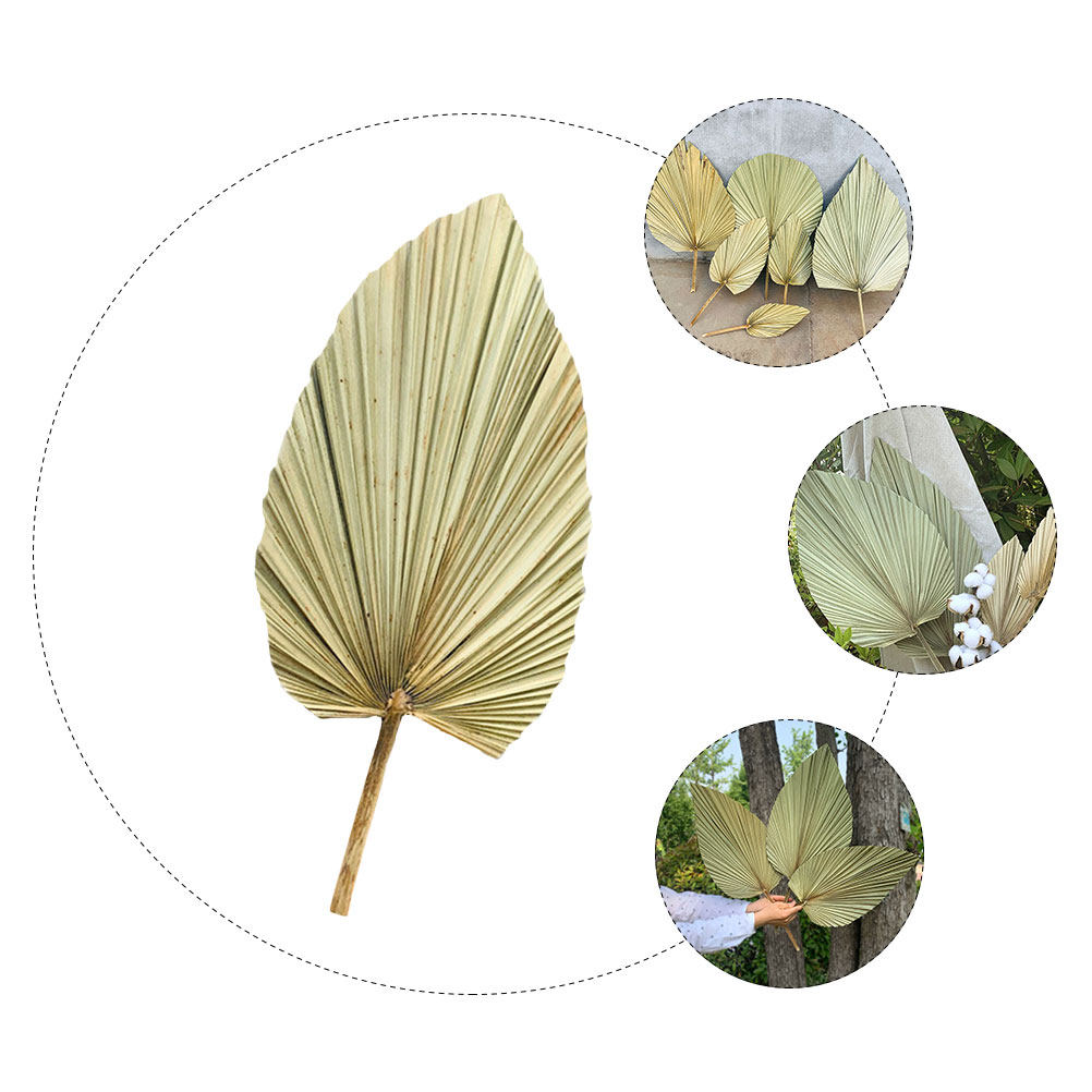 1Pcs Natural Dried Palm Leaf D - Palm Leaf Dried 评论和价格