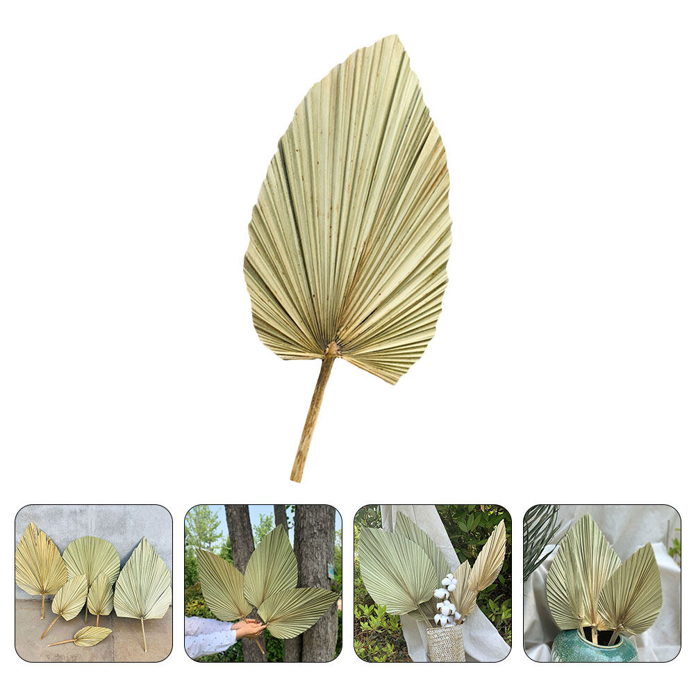 1Pcs Natural Dried Palm Leaf D - Palm Leaf Dried 评论和价格